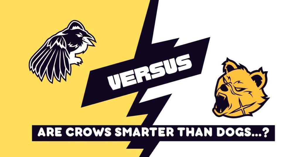 crows versus dogs by avian tales