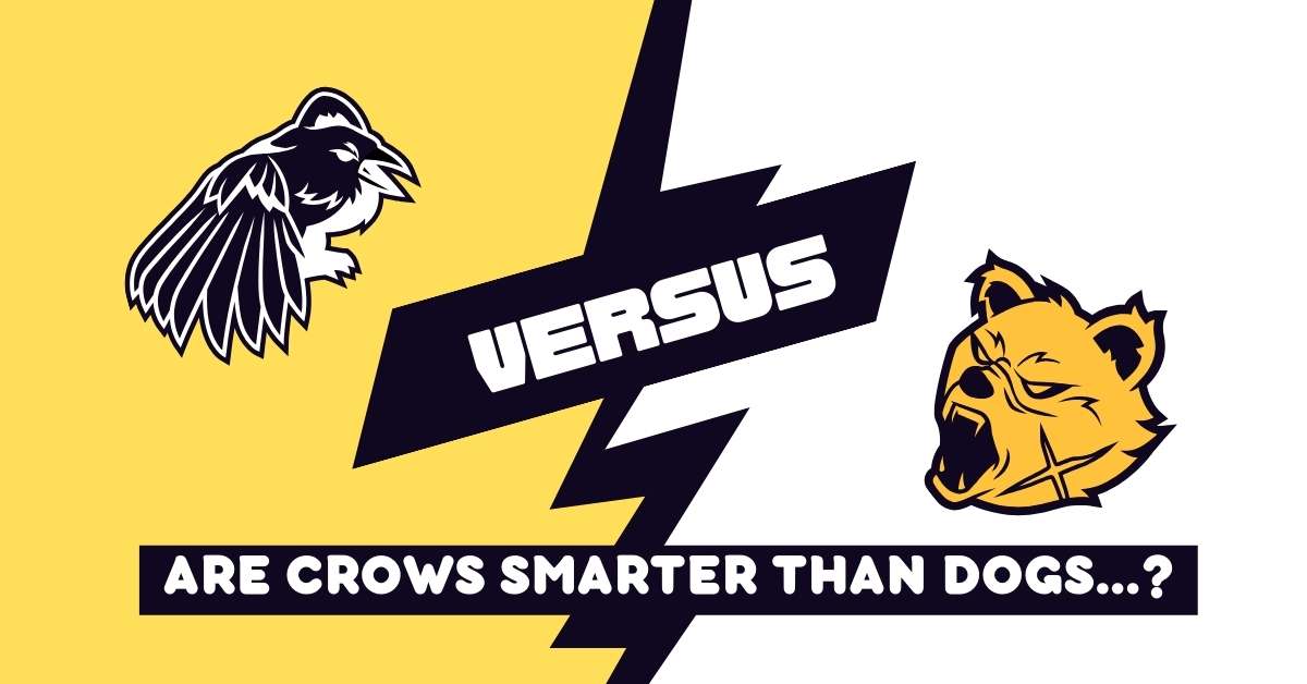 crows versus dogs by avian tales