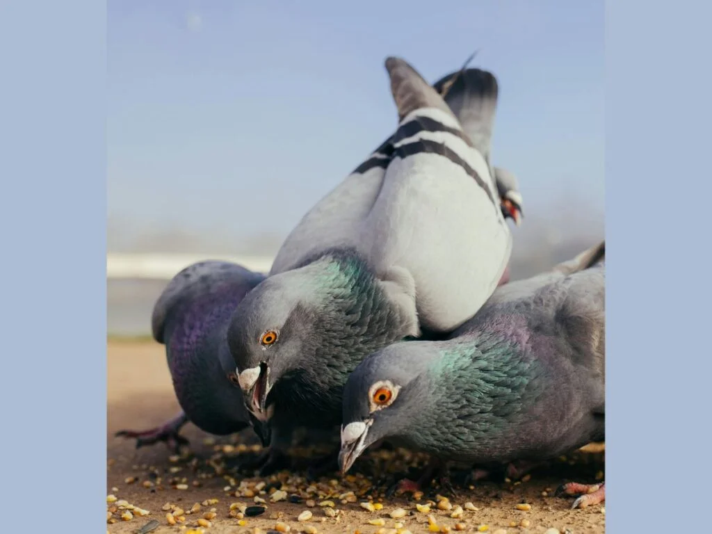 Surprising Power of Chia Seeds in Bird Diets 3 2 birds Eatinf chia Seeds captue moment bt avian tales