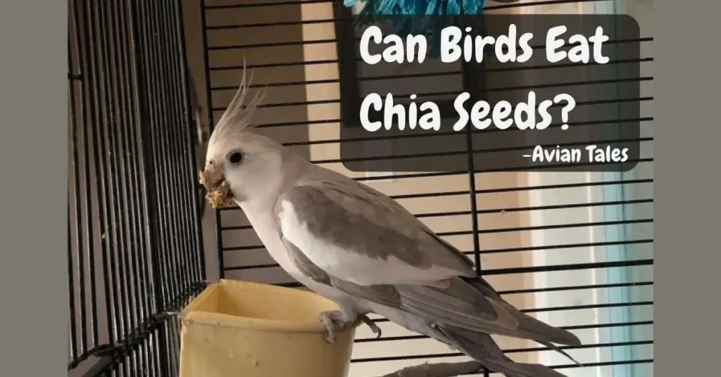 Bird is eating chia Seeds sit on Feed box