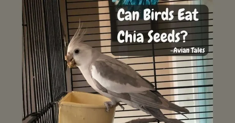 Bird is eating chia Seeds sit on Feed box