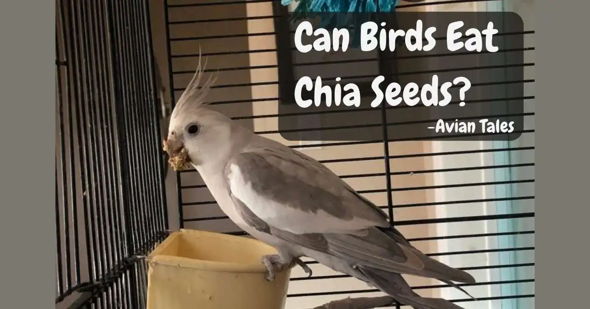 Bird is eating chia Seeds sit on Feed box