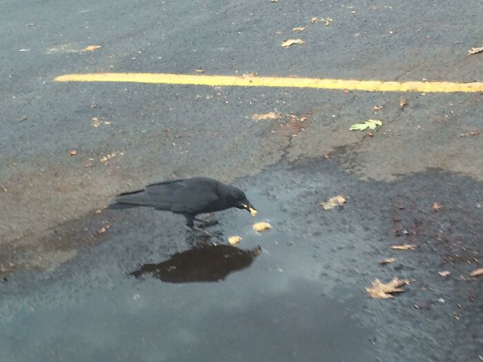 Birds' Brain vs. Dogs' Mind: A Cognitive Clash 4 crow picks nuts from street