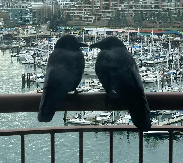 Birds' Brain vs. Dogs' Mind: A Cognitive Clash 3 two crows sit on wire talking about humans