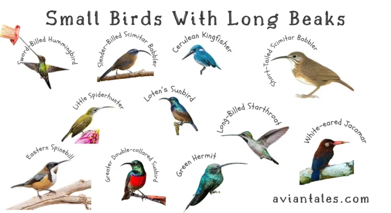 Name of List small birds with long beak