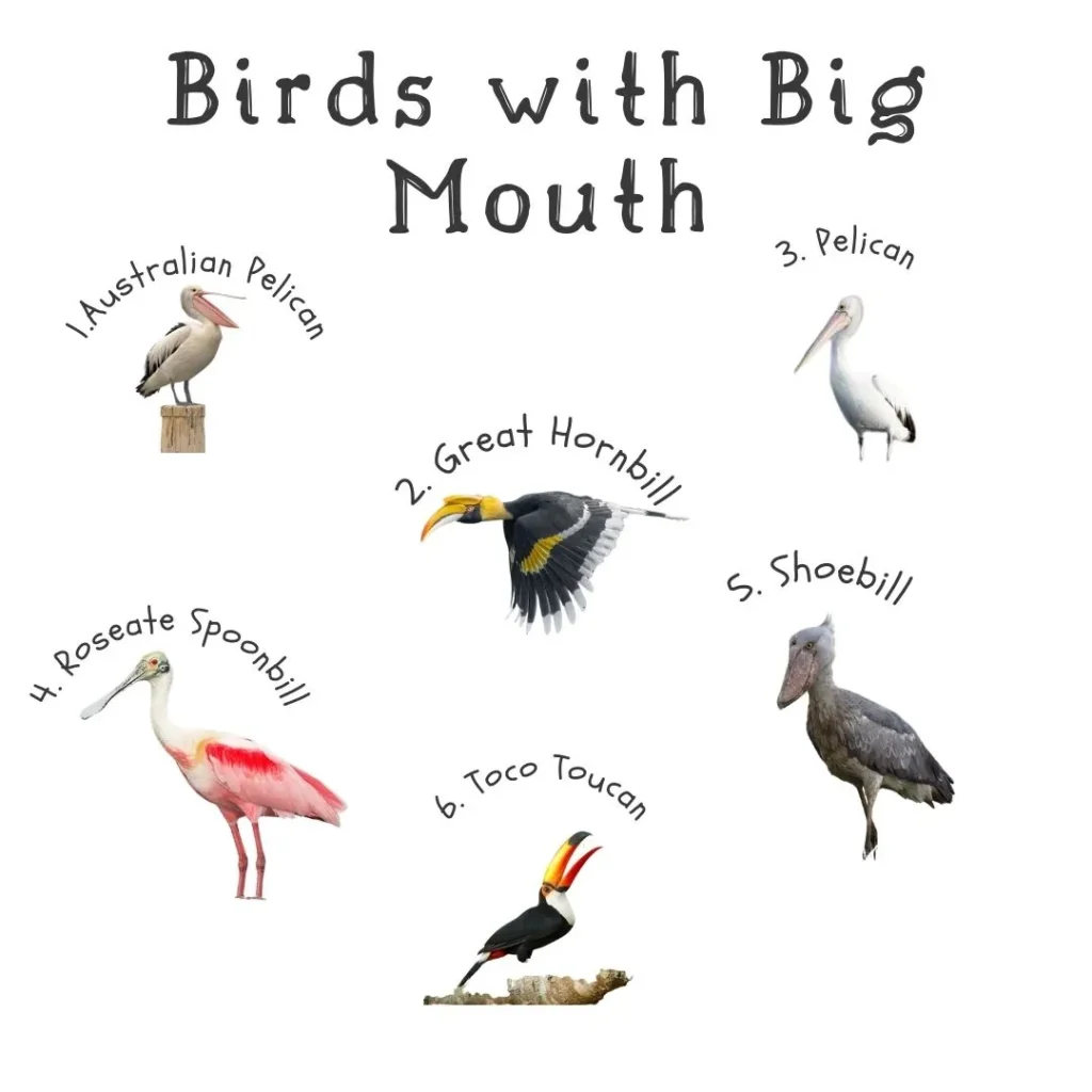 Exploring 6 Birds: Wide-Mouthed Birds in 2024 2 name of Birds with Big Mouth by avian Tales.com