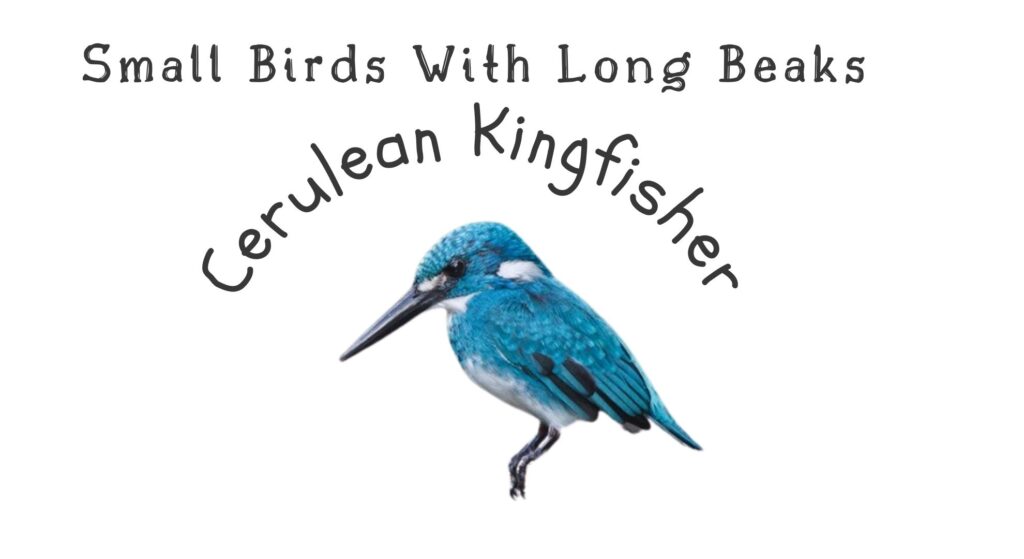 15 Elegant Small Birds With Long Beaks (With Pictures) 3 Cerulean Kingfisher