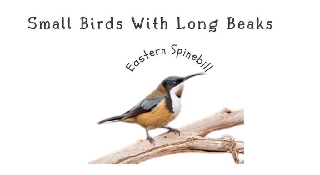 15 Elegant Small Birds With Long Beaks (With Pictures) 5 Little Spiderhunter 3