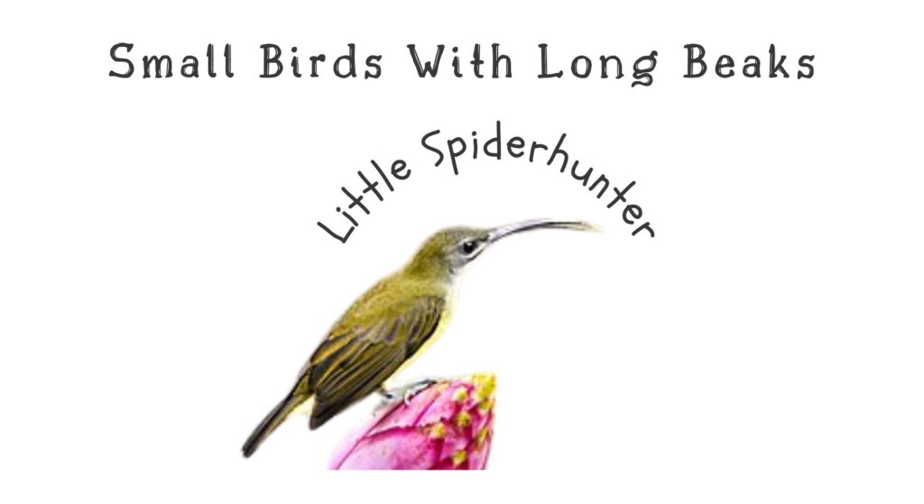 15 Elegant Small Birds With Long Beaks (With Pictures) 4 Little Spiderhunter 4