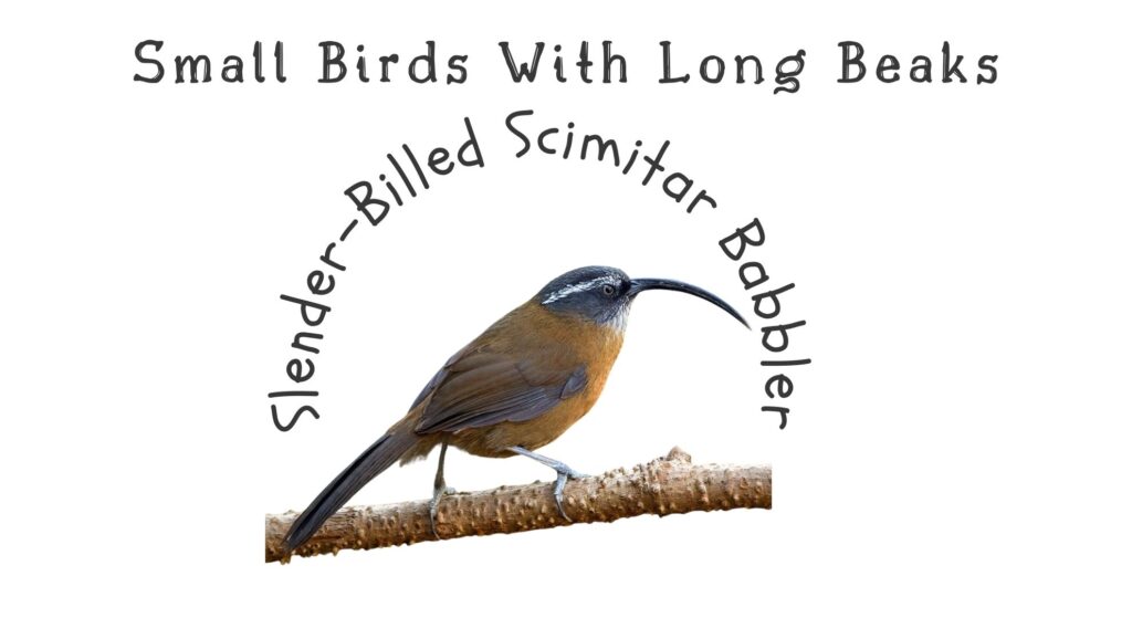 15 Elegant Small Birds With Long Beaks (With Pictures) 6 Slender Billed Scimitar Babbler