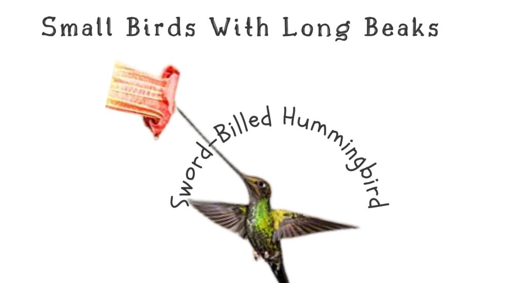 15 Elegant Small Birds With Long Beaks (With Pictures) 2 Sword Billed Hummingbird