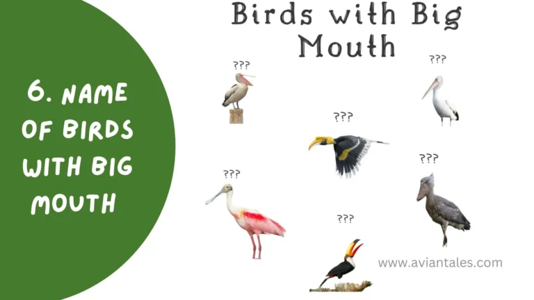 Title image for Birds with Big Mouth