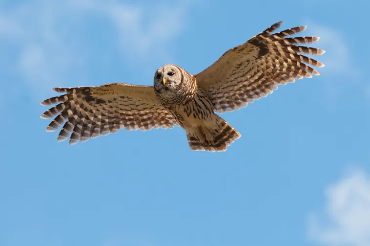Decoding Daytime Owl Calls: 4 Hidden Behaviors 3 owl is flying at day time