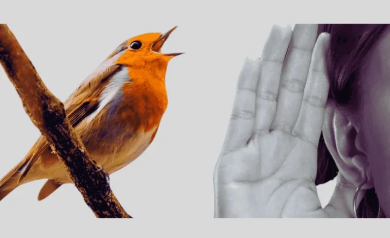 bird-day-time-chirping-Disturbing-People
