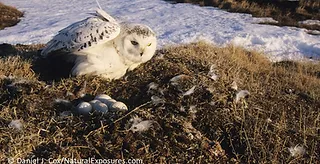 Decoding Daytime Owl Calls: 4 Hidden Behaviors 4 owl is protecting his eggs from enemies attack