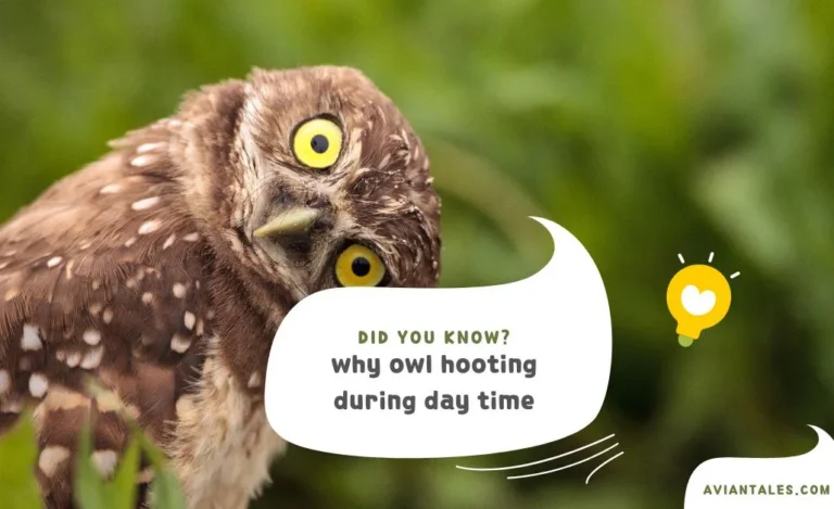 owl hooting during day time Title