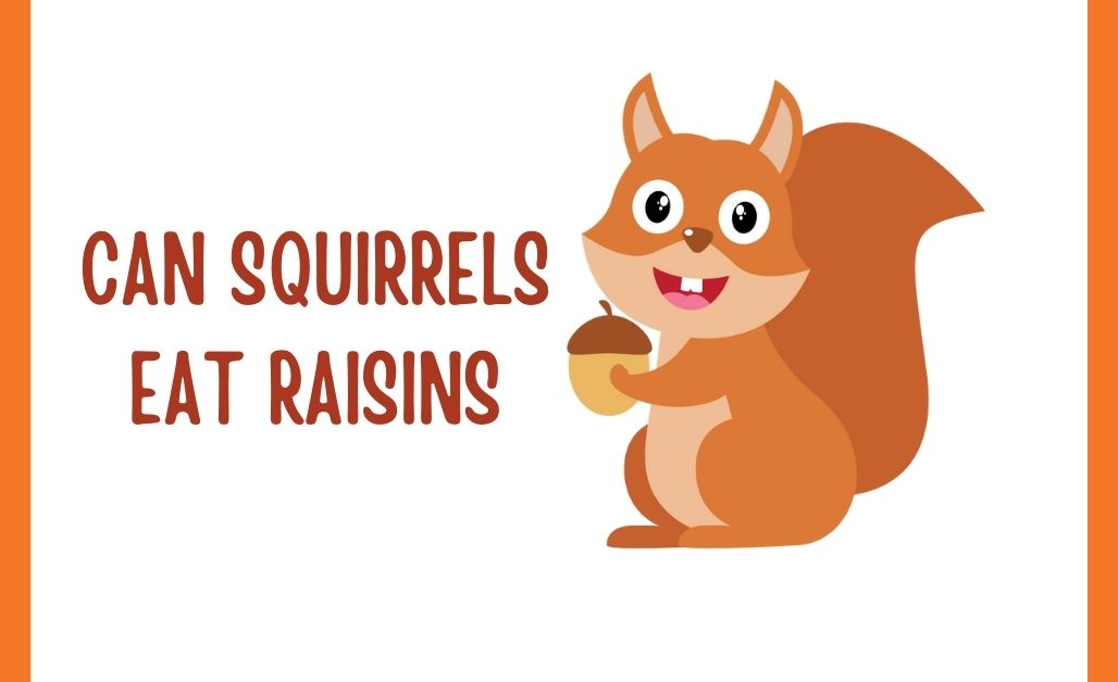 Can Squirrels Eat Raisins