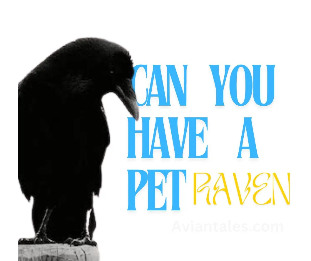 Can-you-have-a-pet-raven-