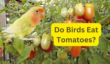 Do Birds Eat Tomatoes