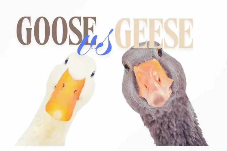Goose-vs-Geese Difference