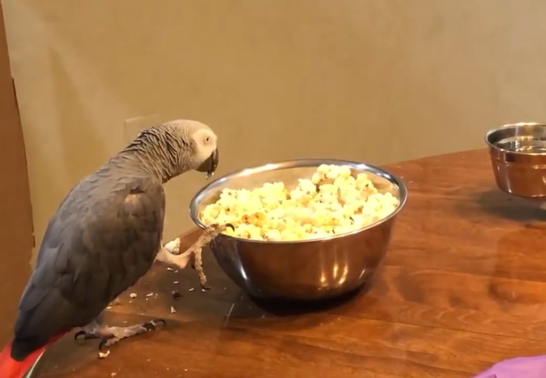 Bird is Eating Popcorn from Bowl