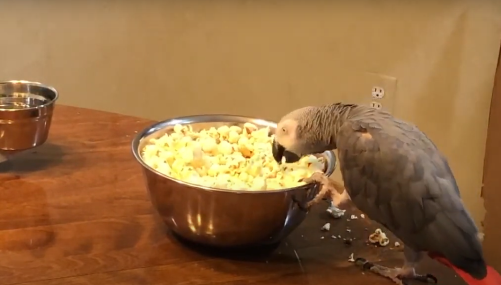 Can Birds Eat Popcorn? Is It a Healthy Snack for Them? 2 Bird is Eating popcorn