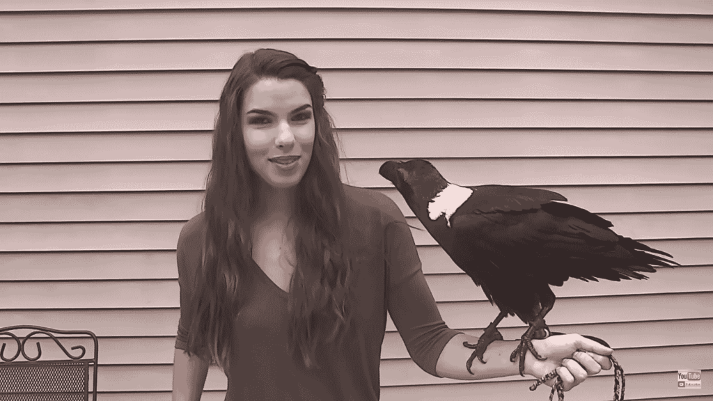 Raven as Pets: Legalities & 3 Tips for Care 2 raven as a pet sit on owner hand
