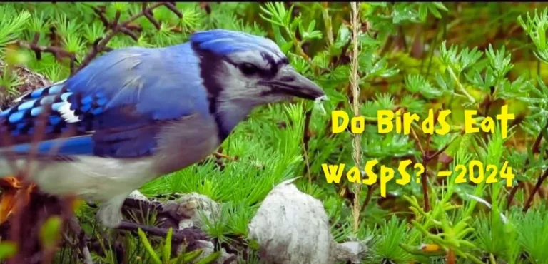 blue bird is eating wasp