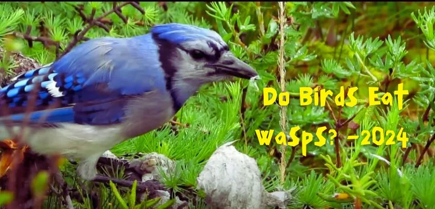 blue bird is eating wasp