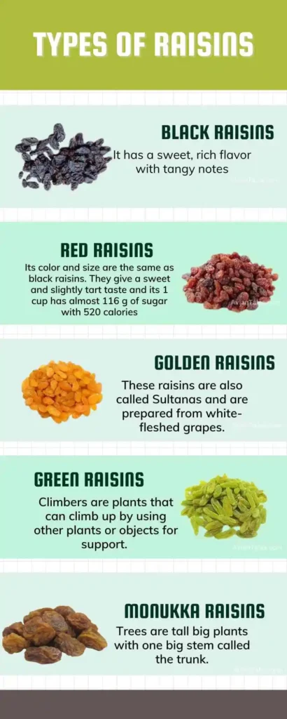 Can Squirrels Eat Raisins? Do They Like Them? 2 Types of Raisins and nutrition