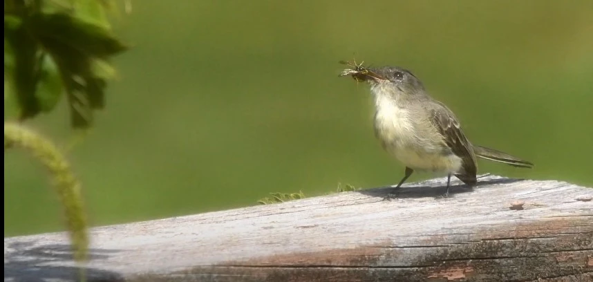 The Stunning Truth of Do Birds Eat Wasps? -2024 2 small bird is eating wasp