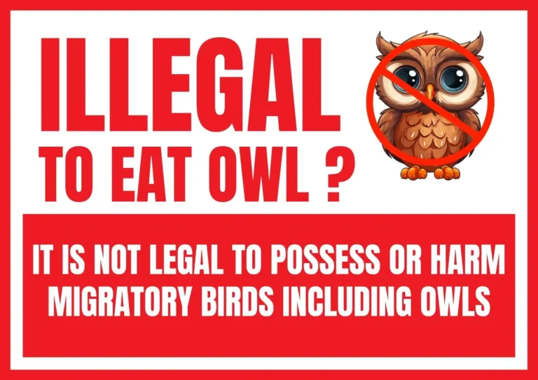 illegal-to-eat-owl or not