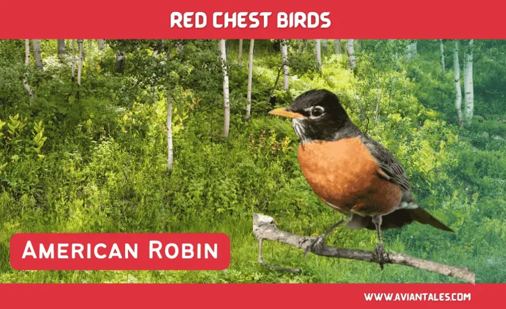 Charming Red Chests Birds With Pictures-2024 3 American Robin Red Chested Bird