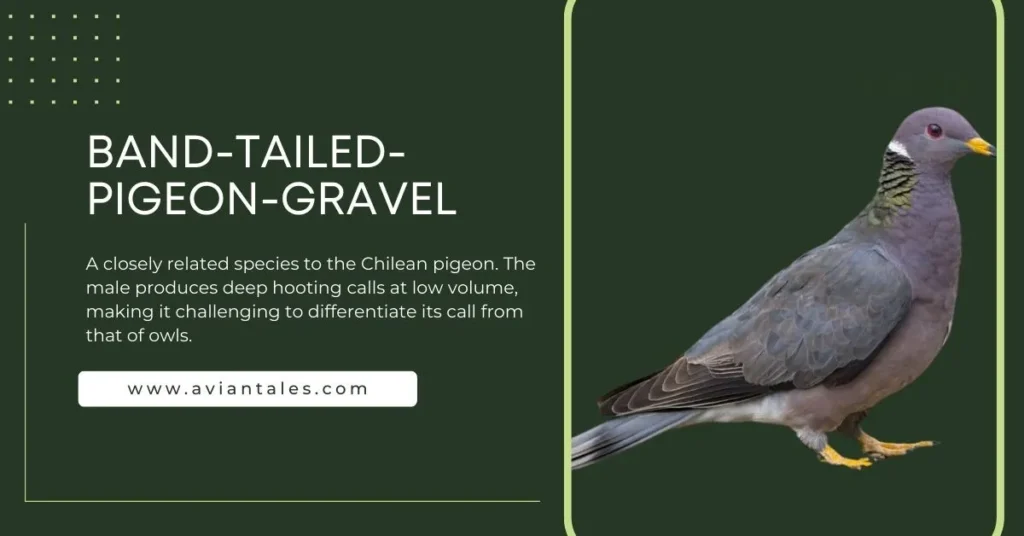 11 Mysterious Birds That Sound Like Owls 2 Band-tailed-Pigeon-gravel