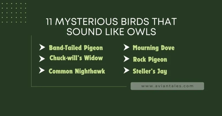 Names of Birds That Sound Like Owls banner
