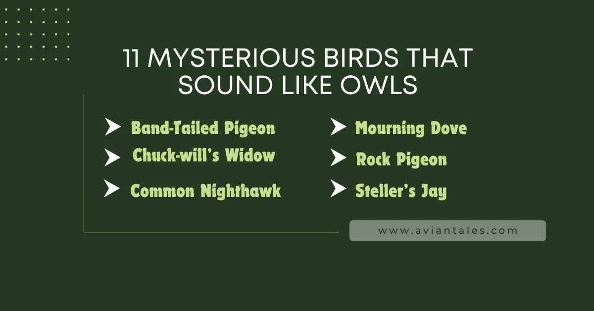 Names of Birds That Sound Like Owls banner