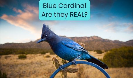 Blue Cardinal Are they REAL
