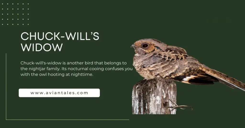 11 Mysterious Birds That Sound Like Owls 3 Chuck-will’s-Widow