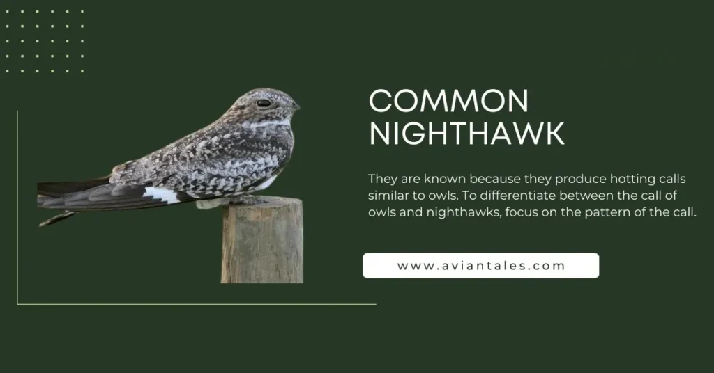 11 Mysterious Birds That Sound Like Owls 4 common night hawk that sounds like owl