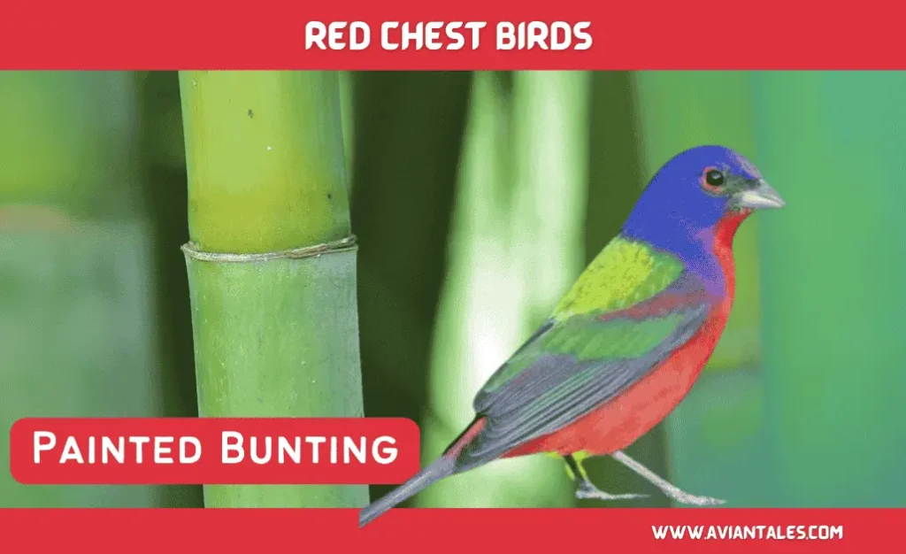 Charming Red Chests Birds With Pictures-2024 4 painted bunting Red Chested Bird