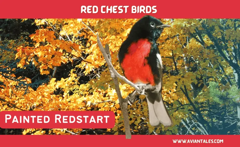 Charming Red Chests Birds With Pictures-2024 7 Painted Redstart Red Chested Bird