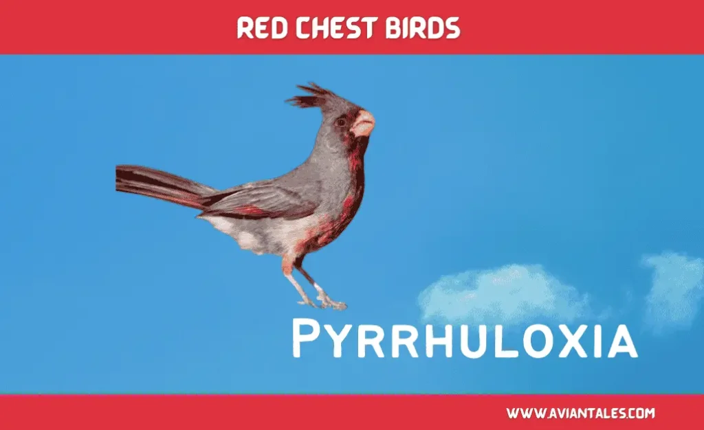 Charming Red Chests Birds With Pictures-2024 5 Pyrrhuloxia red Chested Bird