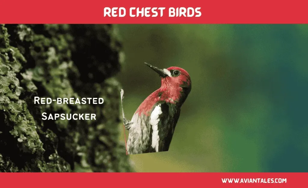 Charming Red Chests Birds With Pictures-2024 6 Red-breasted Sapsucker red Chested Bird