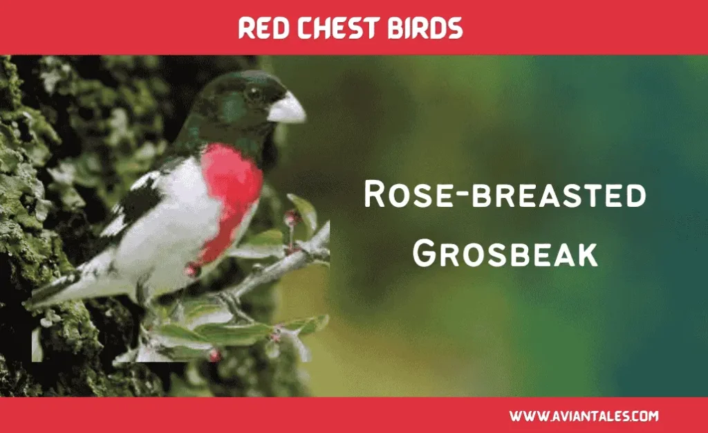 Charming Red Chests Birds With Pictures-2024 8 Rose-breasted Grosbeak Red Chested bird