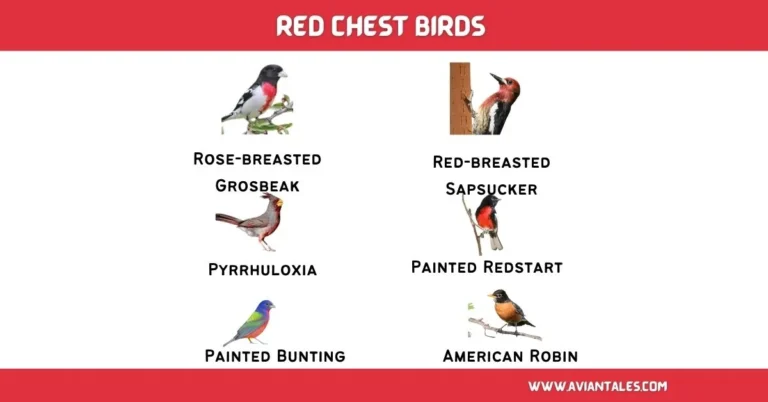 banner Red Chest birds name