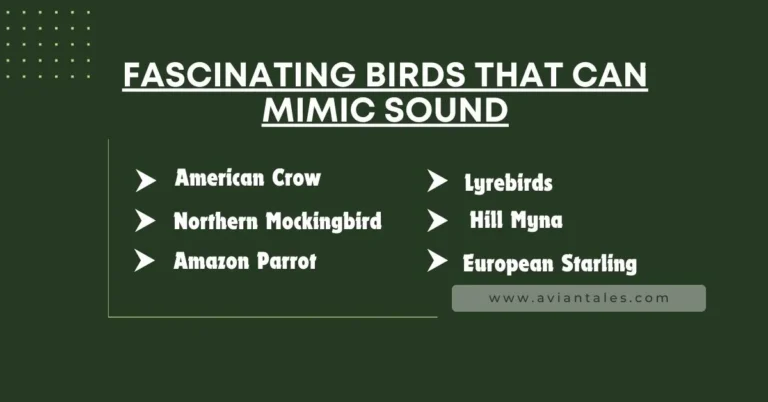 fascinating Birds That Can Mimic Sound banner