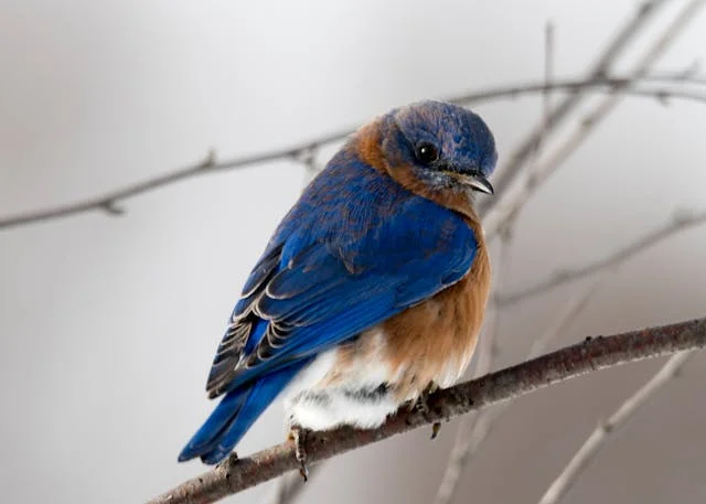 Avian Tales 4 Avian Tales Gallery Bird Image